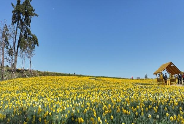NSP통신-선도에 수선화가 만개해 관광객을 기다리고 있다 사진 신안군
