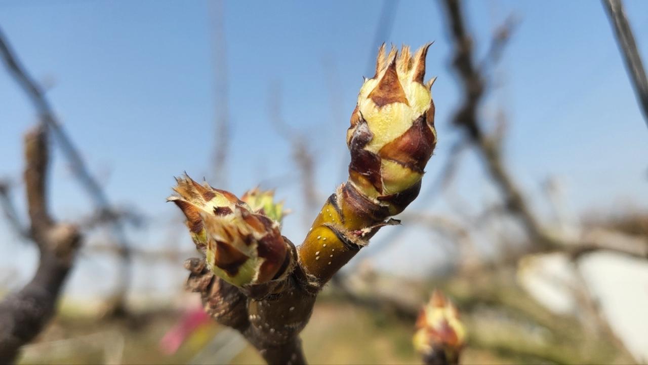 NSP통신-석회유황합제 방제 적기인 배꽃 눈 상태 사진 나주시