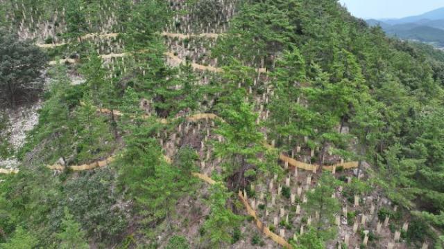 [NSP PHOTO]완도군 조림 사업 착수 탄소흡수원 확대한다