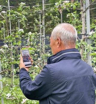 [NSP PHOTO]장성군 사과배 화상병 예방 당부