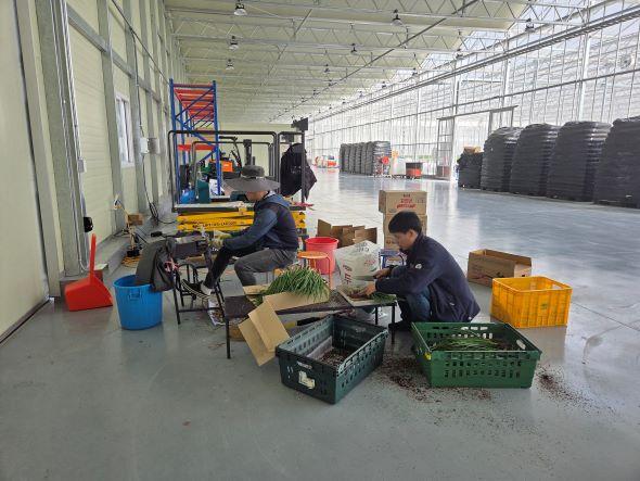 NSP통신-이번 스마트팜에서 출하되는 쪽파는 6개월 가량 딸기 정식전 공백기간에 더 많은 소득을 창출하기 위해 A동 입주생 세명의 작품으로 이번 쪽파 수확을 기점으로 본격적인 생산 체계에 들어갔다 사진 봉화군