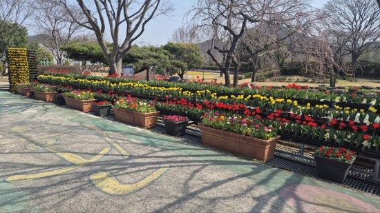 NSP통신-광양시농업기술센터 시험포장 봄꽃 전시 광양시청