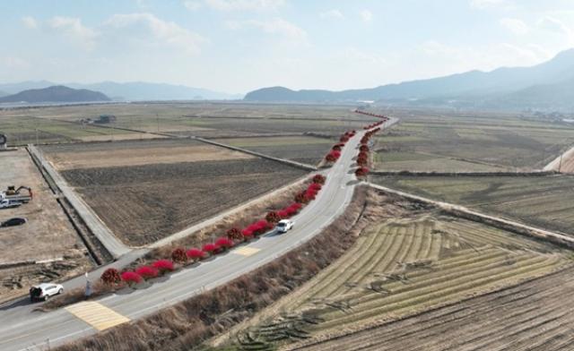 [NSP PHOTO]강진군 군도 3호선 신규 가로수길 조성한다