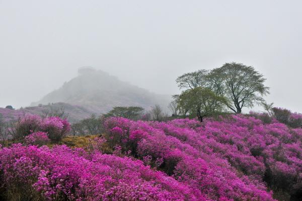 NSP통신-지난해 여수 영취산 진달래 사진 여수시