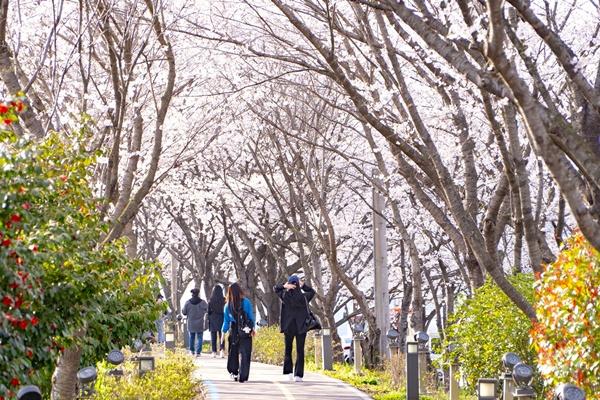 NSP통신-나주시가 지난 해 개최한 제2회 영산포 봄 벚꽃 버스킹 축제 사진 나주시