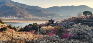 [NSP PHOTO]제25회 광양매화축제 매화 만개 속 방문객 발길 이어져