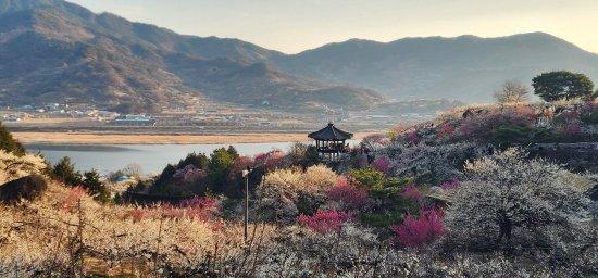 NSP통신-광양매화마을 사진 광양시청