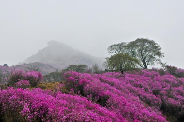 [NSP PHOTO]가볼까 여수 영취산진달래 군락지와 산행 코스