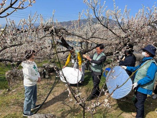 -신영식 광양지부장 광양매화축제장 찾은 관광객 대상으로 무료 사진 촬영 봉사