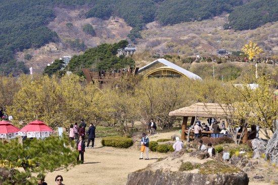 -제27회 구례산수유꽃축제장 사진 구례군청
