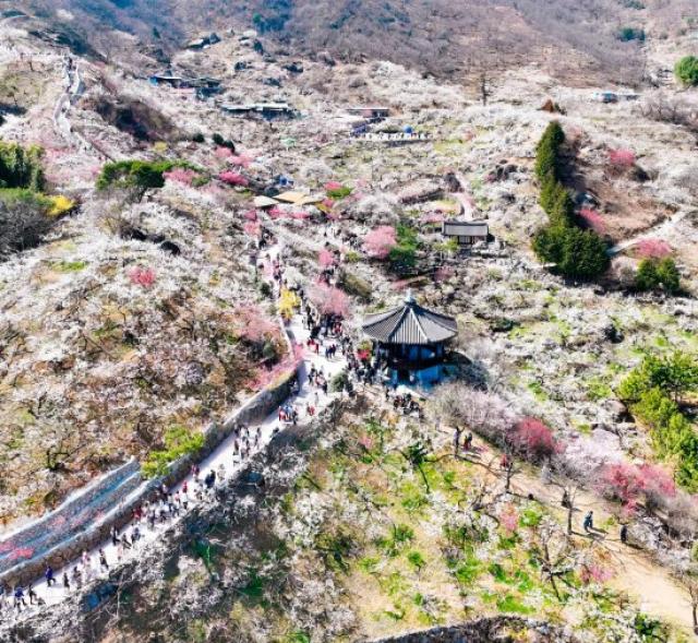[NSP PHOTO]광양매화축제 유료화 이후 최대 인파하루 13만 명 쏠려
