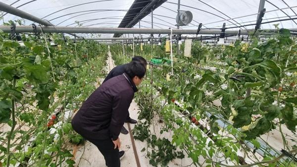 -담양군 관내 토마토 재배농가가 토마토뿔나방 예찰활동을 하고 있다 사진 담양군