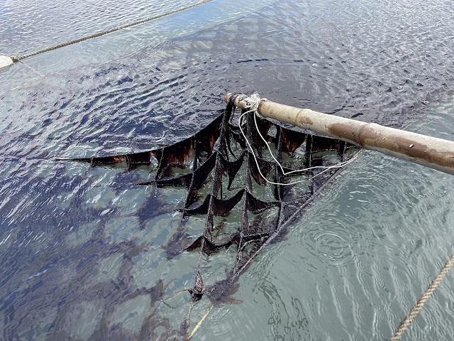 [NSP PHOTO]K푸드 흥행 견인군산 물김 역대 최대 603억 판매