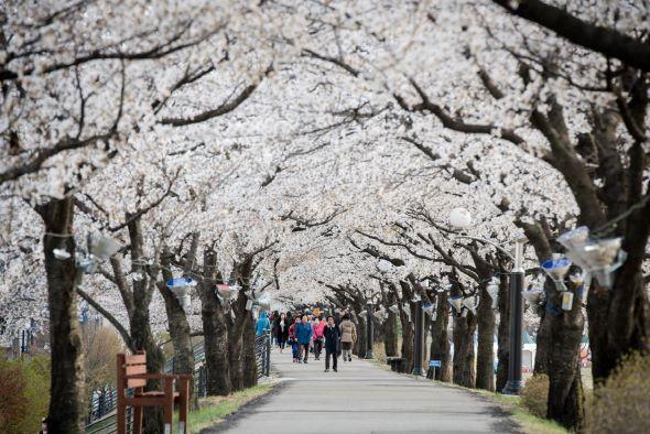 -영주 벚꽃 명소 서천 뚝방길원당천남원천변 도심과 자연을 잇는 벚꽃길 봄나들이 명소로 기대 사진 영주시