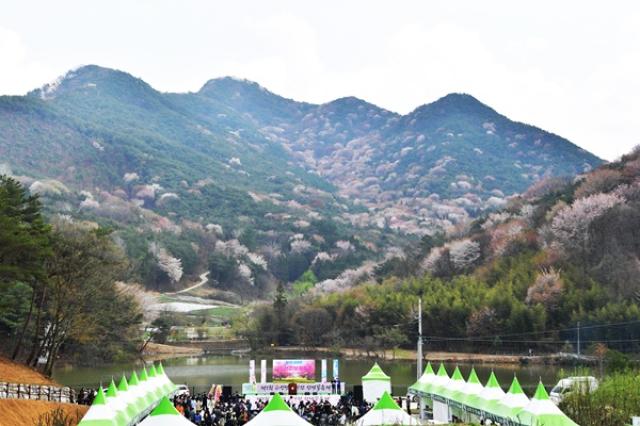 [NSP PHOTO]담양군  제2회 금성면 고비산 산벚꽃축제 개최