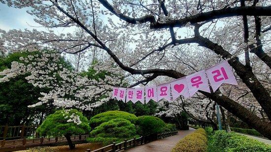 -금호동 벚꽃 사진 광양시청