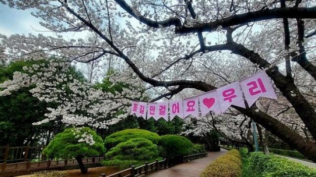 [NSP PHOTO]광양시 매화 이어 벚꽃동백봄꽃 릴레이 시작