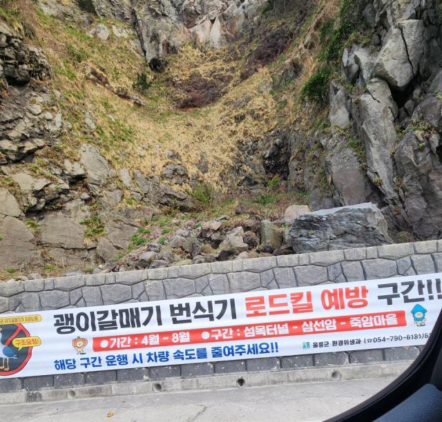 [NSP PHOTO]울릉군 로드킬로부터 괭이갈매기 보호하기 위해 알림 현수막 게시