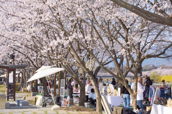 -제4회 구례300리 벚꽃길 사진 구례군청
