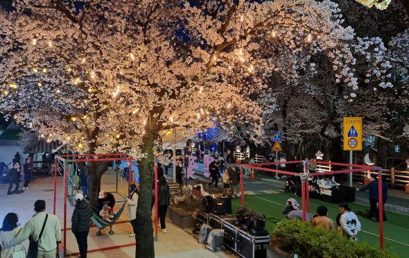 -벚꽃 아래에서 편안하게 휴식을 취하며 봄밤의 분위기를 만끽할 수 있는체리블룸 버블 라운지쉼터는 이번 축제의 백미가 될 것으로 보인다 사진 안동시