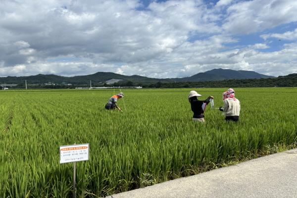 -구미시가 명예식물감시원 18명을 운영하며 농작물 병해충 대응 체계를 현장 중심으로 강화한다 사진 구미시