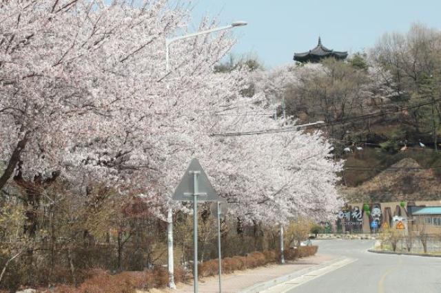 [NSP PHOTO]예천군 벚꽃 개화 시기 맞춰 경관조명과 가랜드 설치
