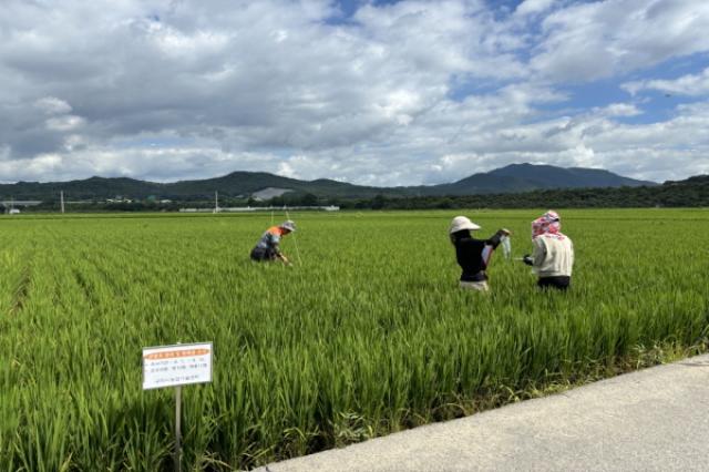 [NSP PHOTO]구미시 명예식물감시원 18명 운영병해충 대응체계 강화
