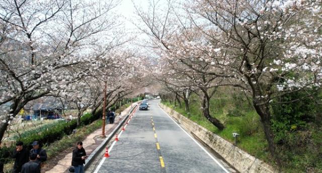 [NSP PHOTO]나주시 금남동  제12회 한수제 벚꽃축제 개최