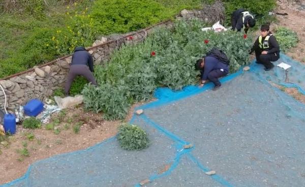 -여수해경이 도서지역 양귀비 재배 현장을 적발해 수거하고 있다 사진 여수해경