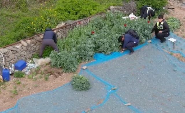 [NSP PHOTO]여수해경 양귀비대마 등 마약류 범죄 집중단속