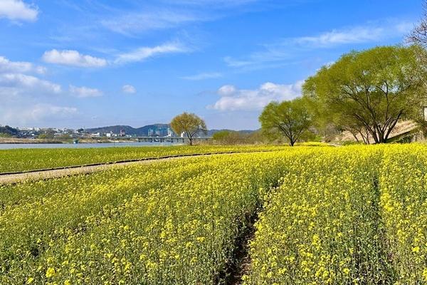 -나주시가 영산강 둔치 일원에 조성한 유채꽃 단지 사진 나주시