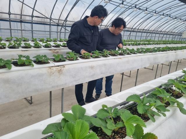 [NSP PHOTO]강진군 딸기 어미묘 관리 철저 당부