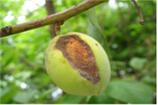 -피해 매실 사진 광양시청