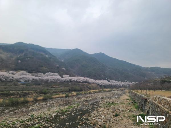 -경남 하동군 쌍계사 벚꽃 십리길 사진 nsp통신