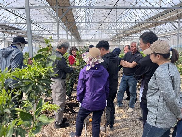 -곡성군이 최근 실시한 만감류 품질 향상을 위한 현장 컨설팅 사진 곡성군