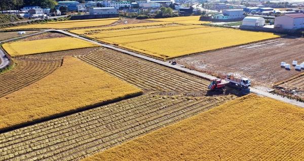 -벼 수확이 한창인 나주평야 사진 나주시