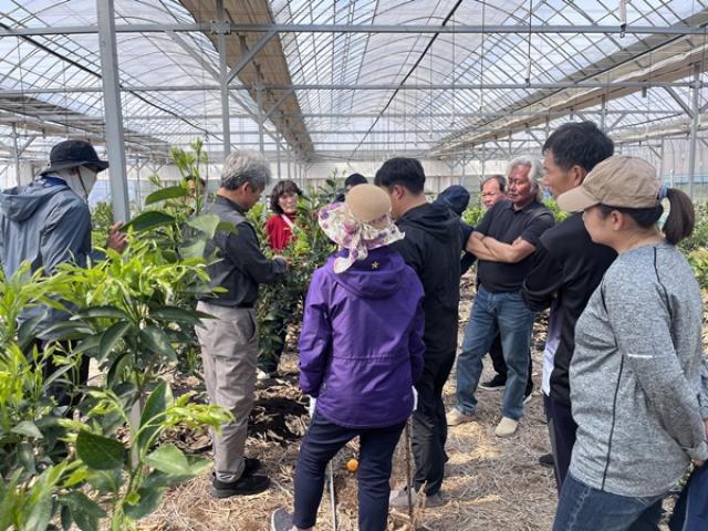 [NSP PHOTO]곡성군 만감류 현장 컨설팅 교육 실시