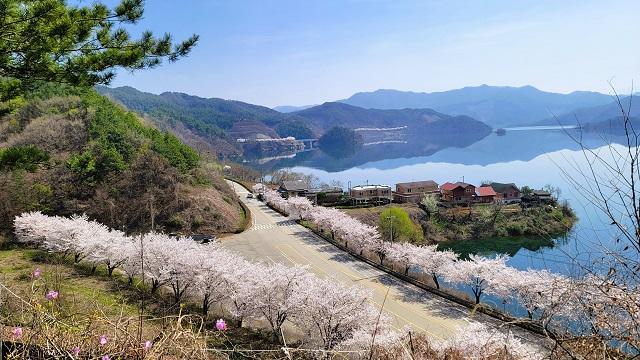 [NSP PHOTO]이번 주말 어디 가늦게 피어 더 여유로운 진안고원 벚꽃 여행
