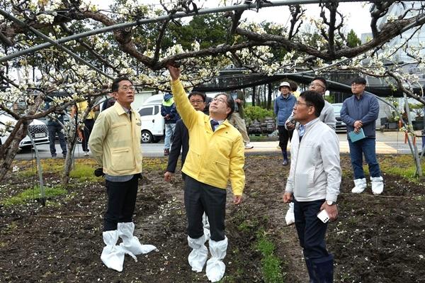 -강상구 나주시장 권한대행가운데이 지난 6일 우박 피해를 본 노안면의 배 농가를 방문해 피해 상황을 점검하고 있다 사진 나주시