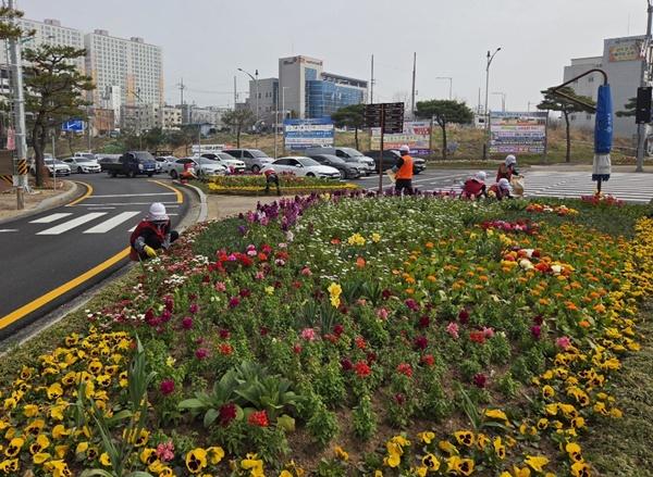 -나주시가 쾌적한 도시경관 조성을 위해 주요 교통섬 6개소와 대형 화분 등에 금잔화 페츄니아 비올라 등 봄꽃을 식재했다 사진 나주시