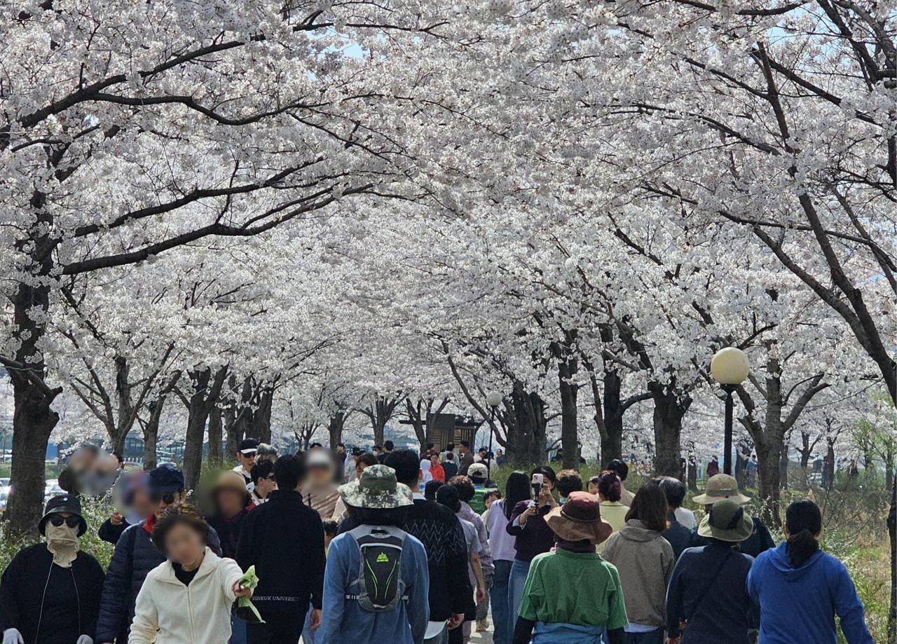 -경포 걷기 행사 모습 사진 강릉시