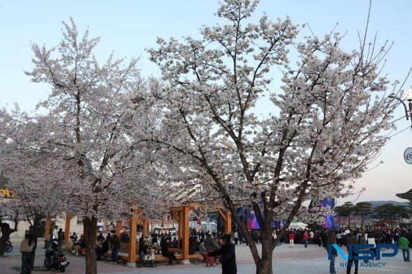 -안동 벚꽃축제 벚꽃 오늘이 제일 예쁜 날 주제로 5일간 16만 2000여 명이 다녀가며 방문 체류형 관광 성과 확인 사진 김오현기자26년 4월 2일
