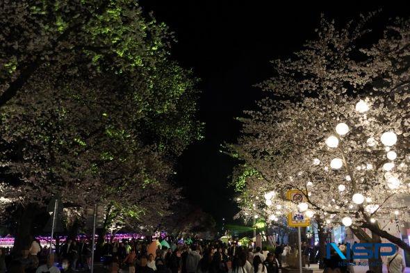 -벚꽃 따라 철길 여행 걷기 행사 구간은 가족 단위 방문객과 단체 인원이 함께 이동하며 비교적 긴 체류가 이뤄졌다 사진 김오현기자26년 4월2일