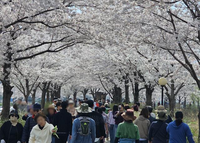 [NSP PHOTO]강릉시 벚꽃축제 열기 이어졌다걷기 행사솔올블라썸 10만 인파 모여