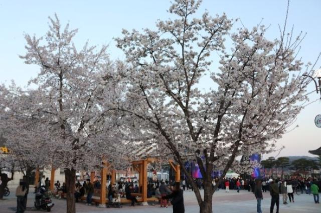 [NSP NEWS Image]안동 벚꽃축제 폐막벚꽃 절정으로 관람객 발길 이어져