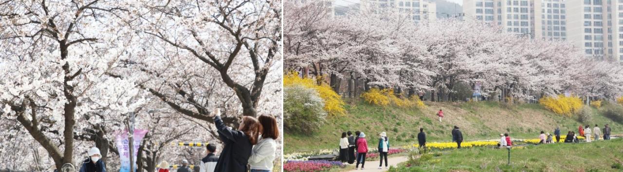 -충훈벚꽃길을 즐기는 시민들 모습 사진 인양시
