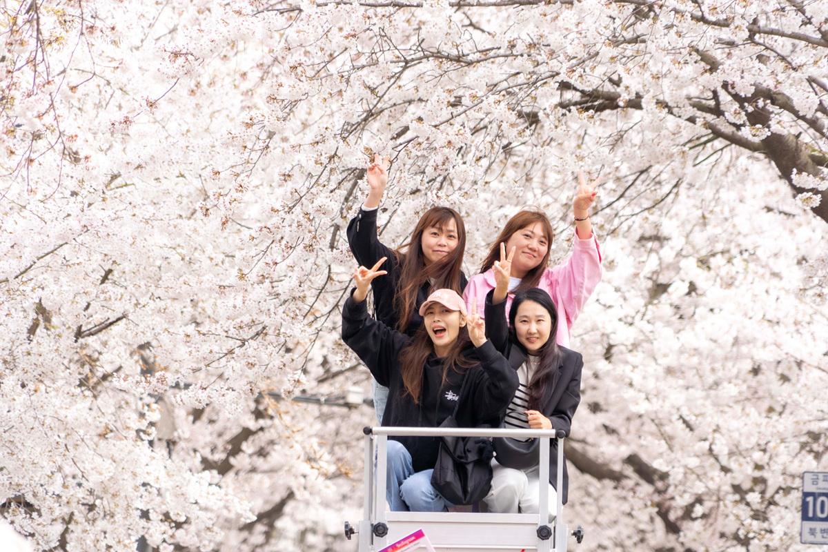 -시민들이 벚꽃터널 천국의 계단에서 추억을 남기고 있는 모습 사진 조이호 기자