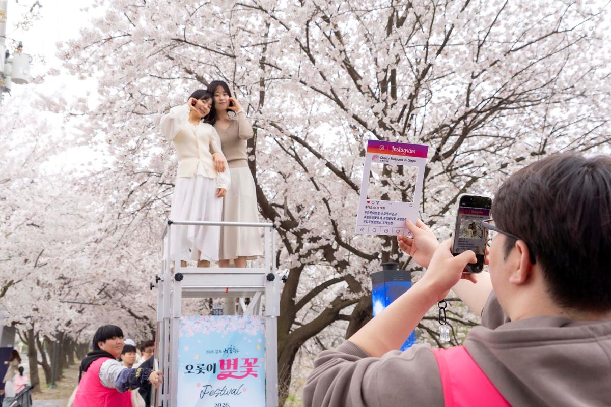 -시민들이 벚꽃터널 천국의 계단에서 추억을 남기고 있는 모습 사진 조이호 기자