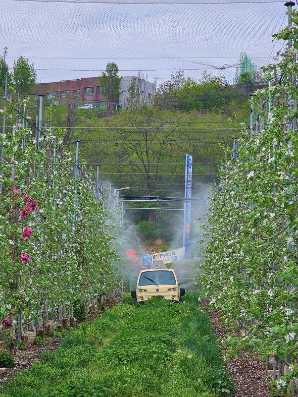 -안동시 과수화상병 개화기 적기 방제 총력 사과배 농가 대상 개화기 약제 살포 및 안전사용기준 준수 당부 사진 안동시