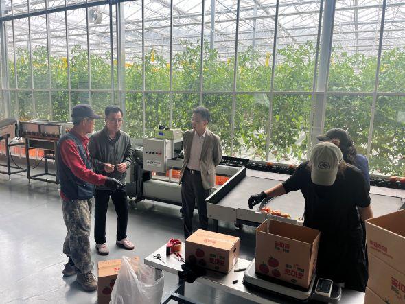 -박시홍 봉화군수 권한대행 임대형스마트팜 방문 스마트팜 토마토 수확 및 선별상황 점검 애로사항청취입주청년농 격려 사진 봉화군